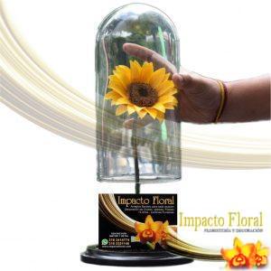 Girasol preservado
