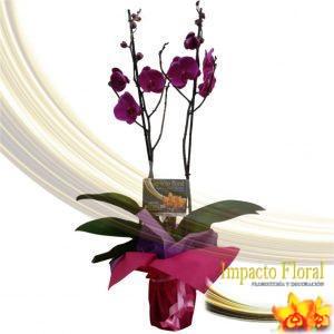 Orquídea phalaenopsis morada